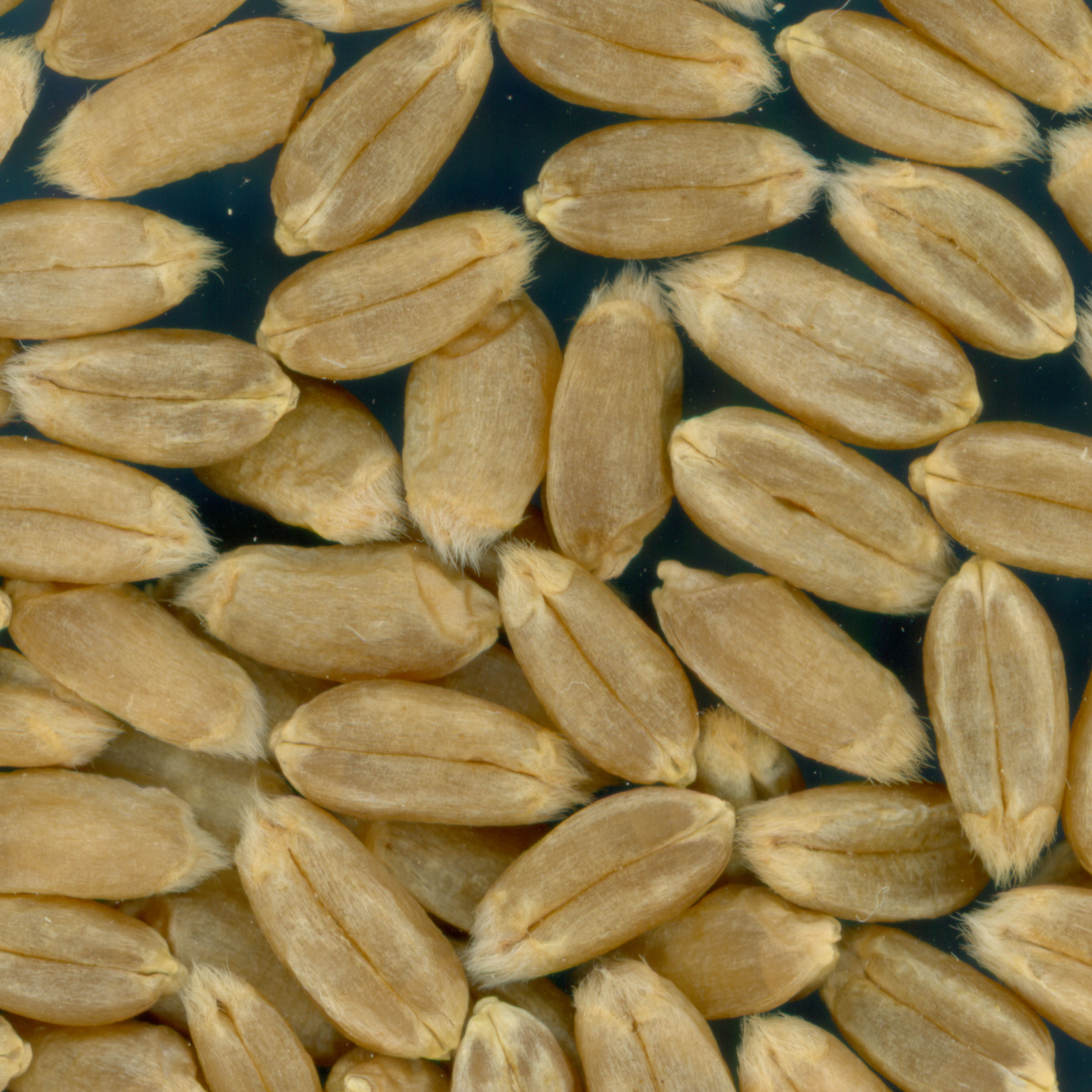 KERNELS